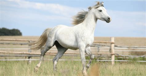 Using Maremfagic to Support Joint Health in Horses